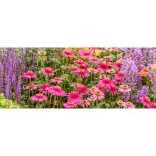 Coneflowers In Garden Wall Mural