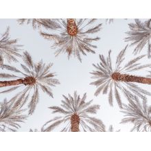 Palm Trees Canopy Wall Mural
