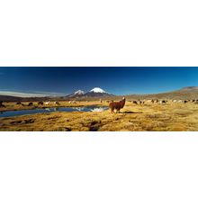 Alpaca And Llama Grazing In The Field Wall Mural