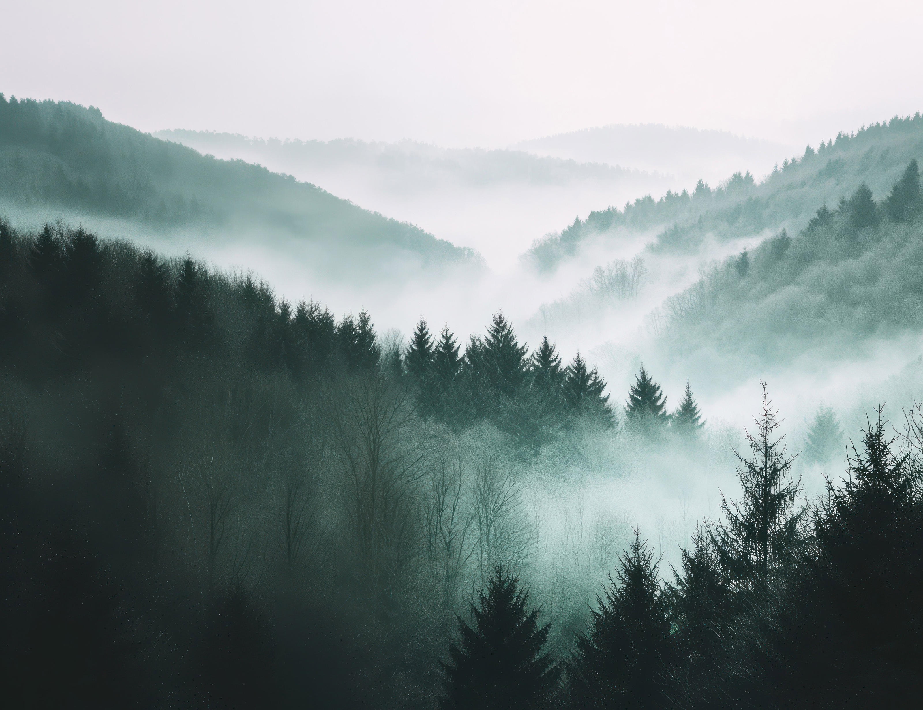 Mystic Peaks Wall Mural | Misty Forest Panorama - Murals Your Way