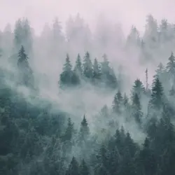 Gray fog surrounds and permeates a dense evergreen forest on the side of a mountain