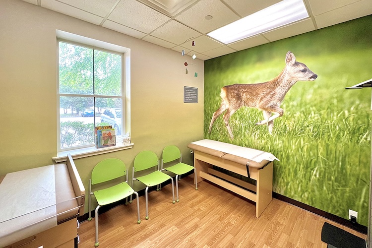 baby deer fawn in grass photo wall mural in pediatric exam room