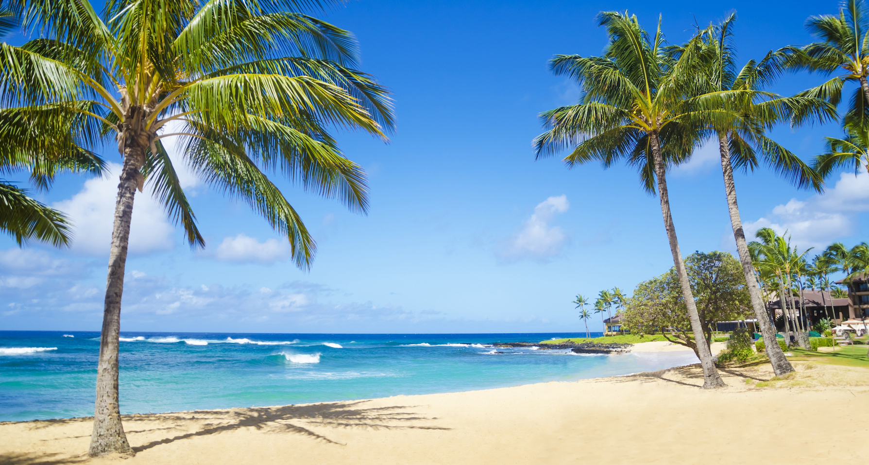 A tropical beach with palm trees 