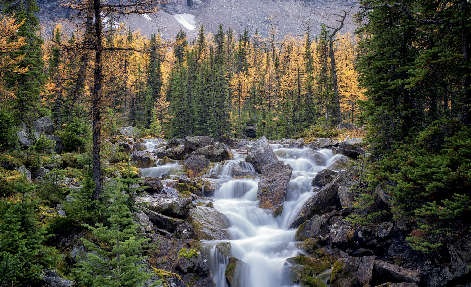 A stream tumbles over rocks through a mountain forest