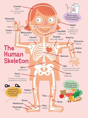 Illustrated diagram of a little girls skeleton