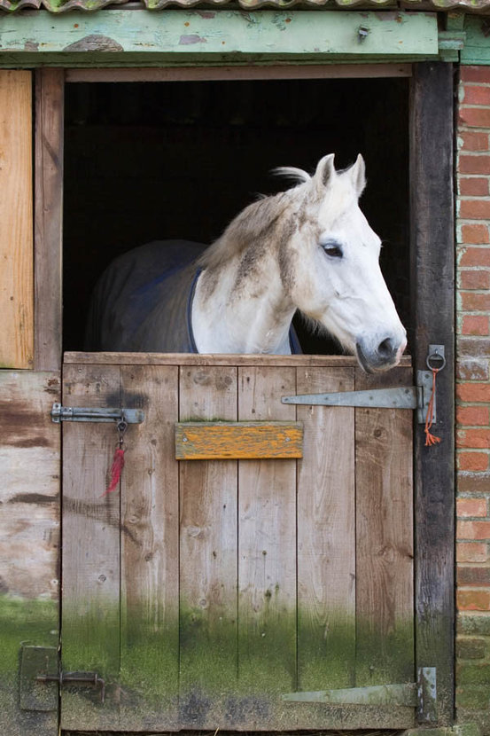 White Horse Behind A Stable Door