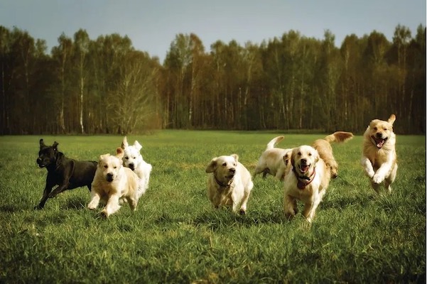 A group of dogs running through a field