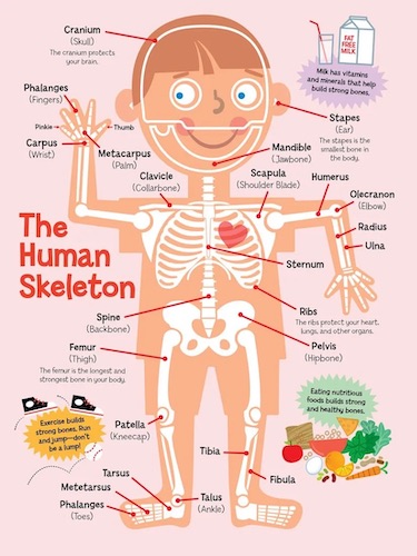 Diagram of a young boys skeleton with cute illustrations