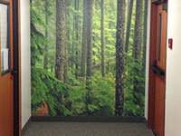 Dense Green Pine Forest Wall Mural