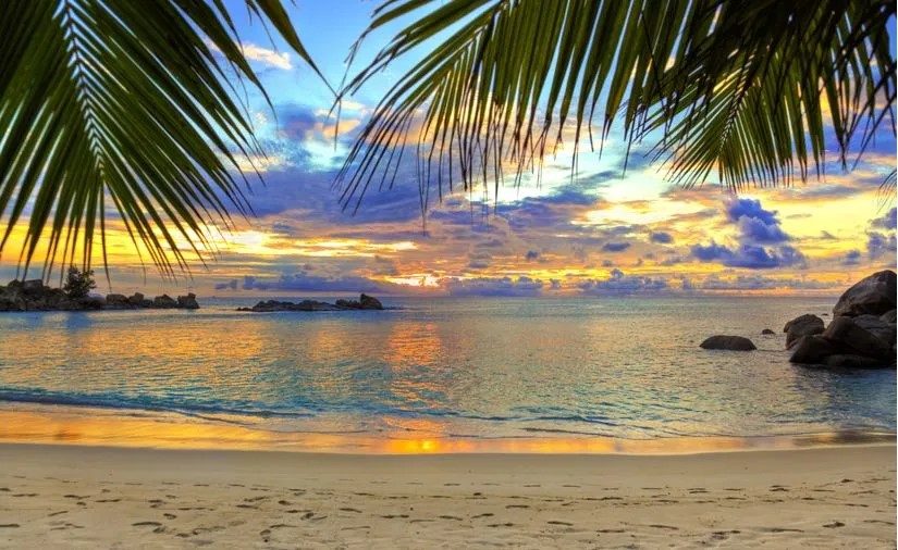 Palm tree fronds frame the sunset view from a beach